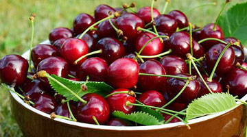 Cherry đồng cỏ, loài cây có thể sinh trưởng trong nhiệt độ -40 độ C