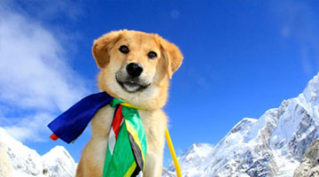 Chú chó Ấn Độ chinh phục đỉnh núi Everest