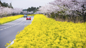 Thiên đường đảo Jeju của đất nước Hàn Quốc